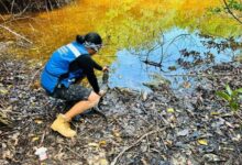 Rescatan en Solidaridad a fauna silvestre desplazada por obras del Tren Maya