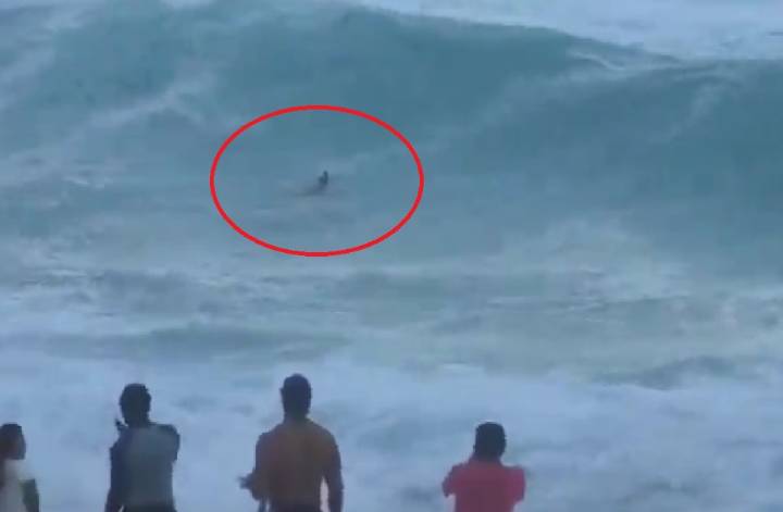 Avistan Cocodrilo en Playa Delfines de Cancún