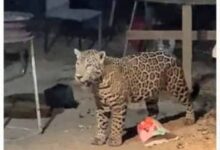 Avistan a jaguar en patio de casa en Cancún buscando agua y alimento