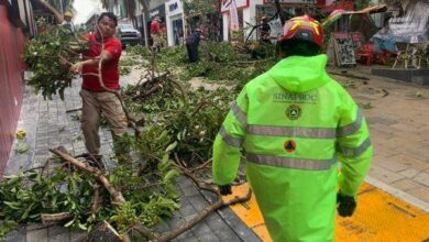 Tormenta tira 45 árboles y 22 postes en Solidaridad