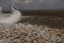 primero fueron los monos, ahora hay aves con aire acondicionado