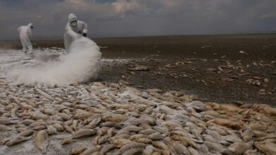 primero fueron los monos, ahora hay aves con aire acondicionado