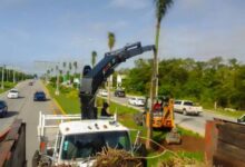 Continúan renovando el camellón de la carretera federal