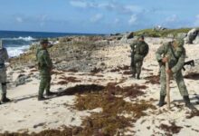 Descubren Narcótico en Costa Este de Cozumel