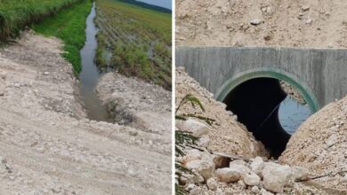 Obras del Tren Maya detenidas en Río Hondo por daño a cultivos de caña