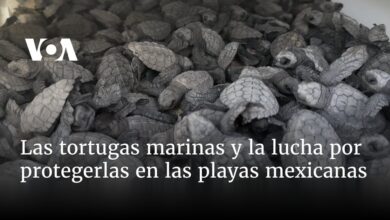 Las tortugas marinas y la lucha por protegerlas en las playas mexicanas