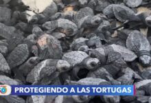 Tortugas marinas en peligro de extinción son protegidas en playas mexicanas