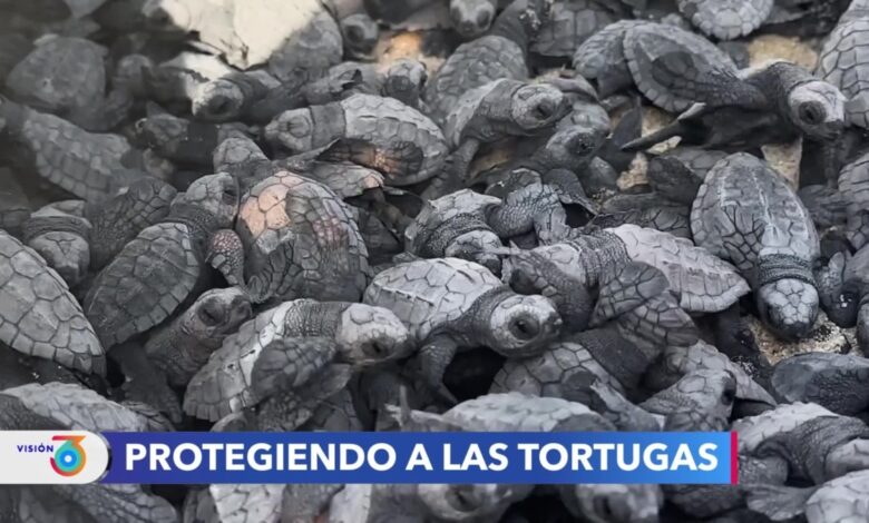 Tortugas marinas en peligro de extinción son protegidas en playas mexicanas